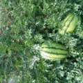 西瓜种植在内蒙古鄂尔多斯城川镇