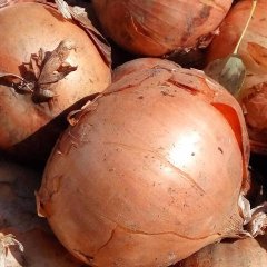 梅里斯洋葱今年洋葱质量杠杠的，个大匀称