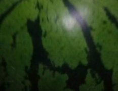 大安西瓜本人代辦地雷西瓜現(xiàn)價格