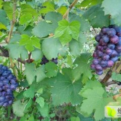 河北广宗陆地的葡萄接连上市，口感好