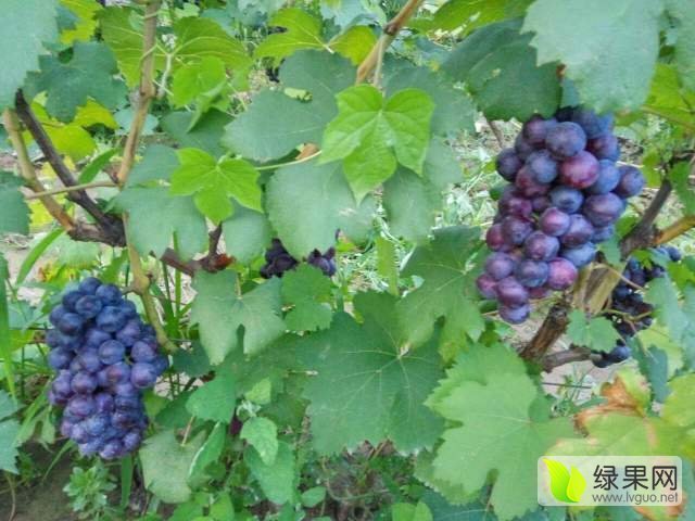 2016年河北广宗夏黑葡萄价格