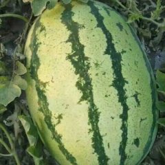 石头缝里的西瓜传奇---扎子塬西瓜