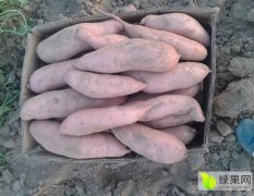 莱西沙壤土质种植红薯表光新亮