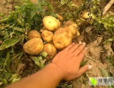 内蒙鄂前旗十万亩荷兰克新土豆颜色靓品相好质量优