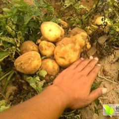 内蒙鄂前旗十万亩荷兰克新土豆颜色靓品相好质量优