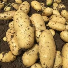 喀喇沁旗土豆香甜可口王爷府镇朱晓辉诚信合作