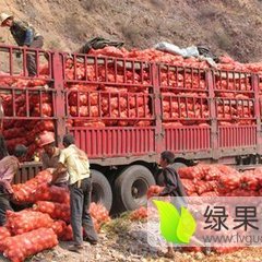 辽宁省凌海市圆葱基地