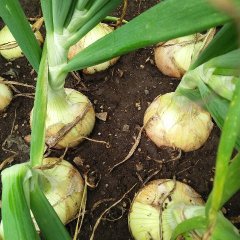 宁安洋葱逐渐升温,东京冯勇军诚信合作