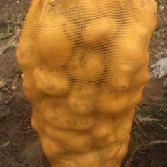 公主岭怀德张振武7月尤金885土豆