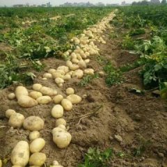 2017围场土豆抓住商机无限