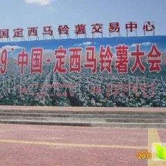 安定南川焦彦7月荷兰十五土豆