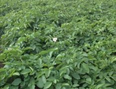 2018年9月中旬预计收获紫土豆350吨