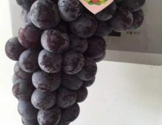 萧县大沙河生态园葡萄已成熟