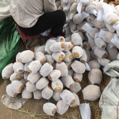 太原大量收购上市新鲜土豆