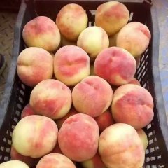 饶阳姚庄尹正杆7月红岗山蜜桃