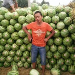 甘肃省会宁县郭城镇扎子原的西瓜