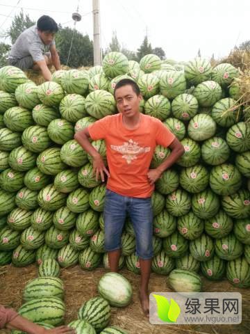 硒砂瓜价格