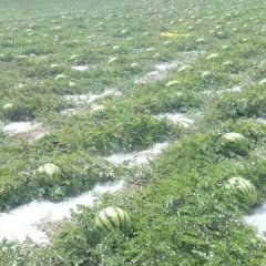 甘肃会宁硒砂瓜含糖量高，皮薄瓤沙