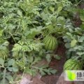 公主岭怀德李选东7月8424西瓜