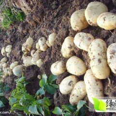2016公主岭土豆抓住商机无限