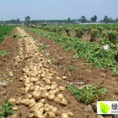 供应 扶余，延薯四号土豆，恭候大家的到来
