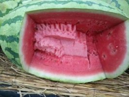 甘肃省庆阳市宁县新宁镇西瓜大量上市啦