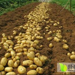 武川本地土豆，品种多，质量好