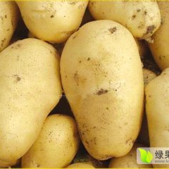 正蓝旗土豆名优产品,荷兰蔚县大白诚信合作