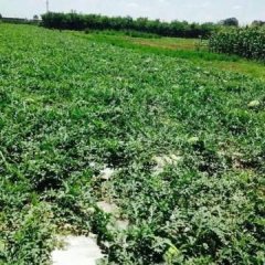 甘肃庆阳是大西北的一个小角落