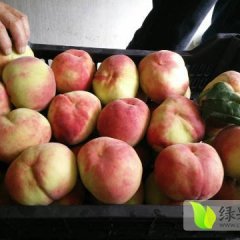 2016蒙阴蜜桃收购工作全面开展