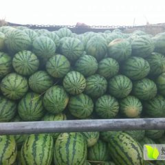 内蒙古翁牛特旗地雷瓜西瓜产销两旺