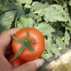 山东莘县齐达利西红柿随行就市