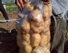围场土豆名优产品,耐储存，耐运输