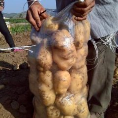 围场土豆名优产品,耐储存，耐运输