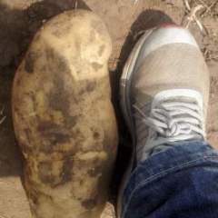 2016围场土豆现在订货有惊喜