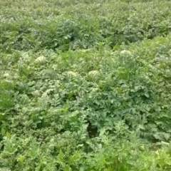 2017乾县西瓜双红瓤，小瓜子