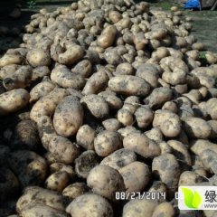 2016公主岭土豆现在订货有惊喜