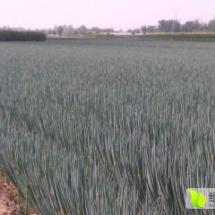 安丘日本大葱茎长35到40厘米左右