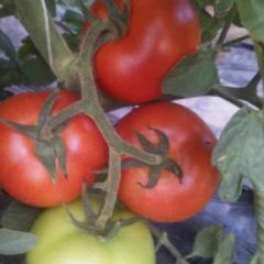 内蒙古喀喇沁旗司贝得西红柿聚焦市场