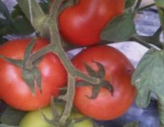 内蒙古喀喇沁旗司贝得西红柿聚焦市场