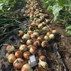 合作做社种植500亩地圆葱，8月份即将出土