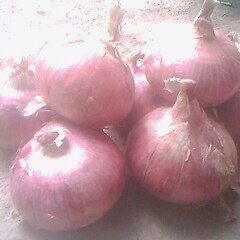 供应金乡库存洋葱质量好，价格优惠