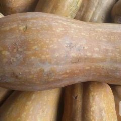 现在南瓜已经全红，已经全部开始采摘