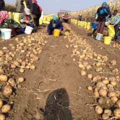 2016扶余土豆抓住商机无限
