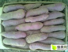 专业代办商薯19、紫薯、龙薯九、里外红、双季红