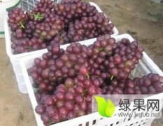 费县凤强果蔬市场藤稔葡萄欢迎选购