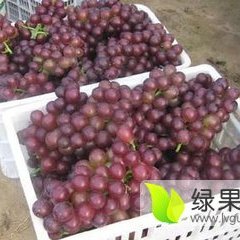 费县凤强果蔬市场藤稔葡萄欢迎选购