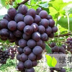 山东费县巨峰葡萄欢迎选购
