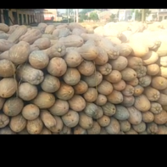 湖北宜城金韩密本南瓜质量上乘