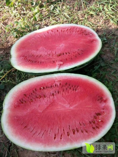 新绿宝价格